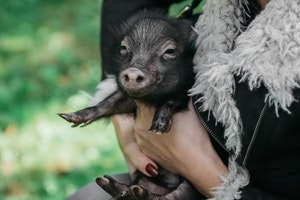 Piglet held by person