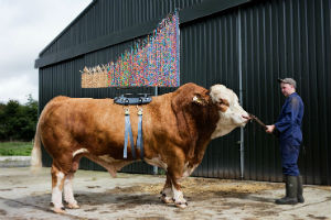 Sculpture entitled 'Production/Graph' mounted on a bull, part of the Sire art exhibition at The MERL