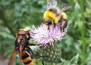 The new study looks at how bees and other insect pollinators should be monitored in the UK