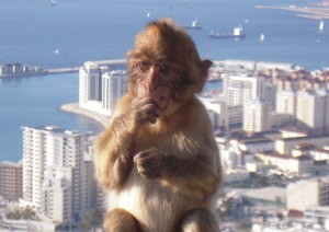 A Barbary macaque in Gibraltar