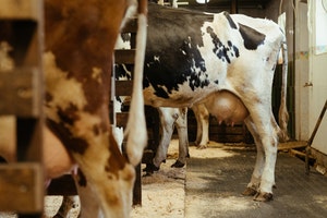 Dairy cow ready for milking