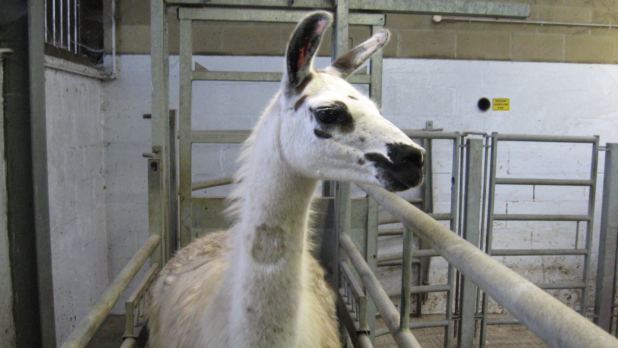 Fifi the llama
