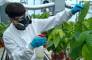 Technician in the International Cocoa Quarantine Centre