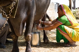Indian dairy farmer milking a buffalo