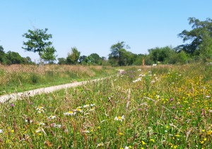 The Langley Mead nature reserve
