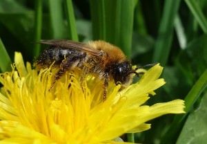 Bee on dandelion. Credit: Nadine Mitschunas