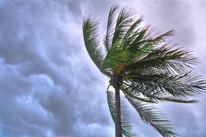 Coconut tree blowing in tropical storm
