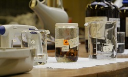 Colour photograph of wet museum specimen with glass beakers and chemical bottles to background