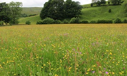 colour photograph of wild flower meadow