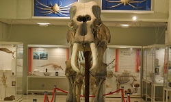 Colour photograph of Norman the Indian elephant skeleton