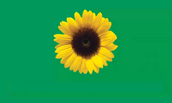 Hidden disabilities logo, sunflower to green background